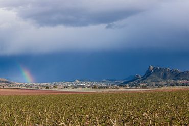 "Floracion" Cieza, Murcia, Spain 