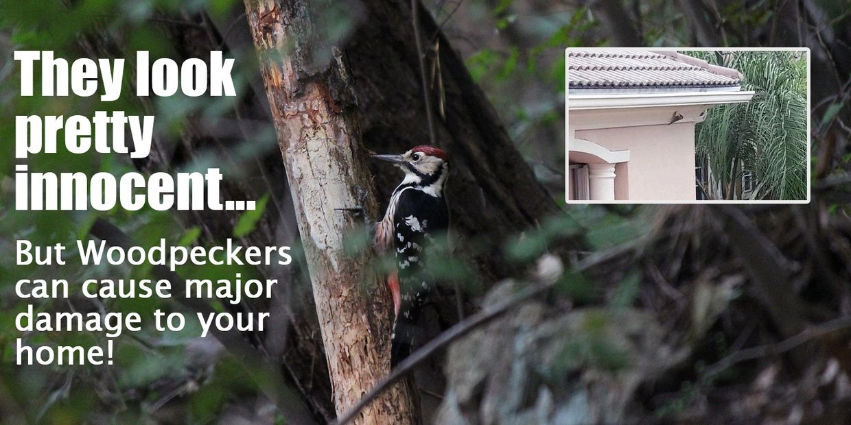 Woodpecker Damage Repair AAA Critter Trapper & Repair