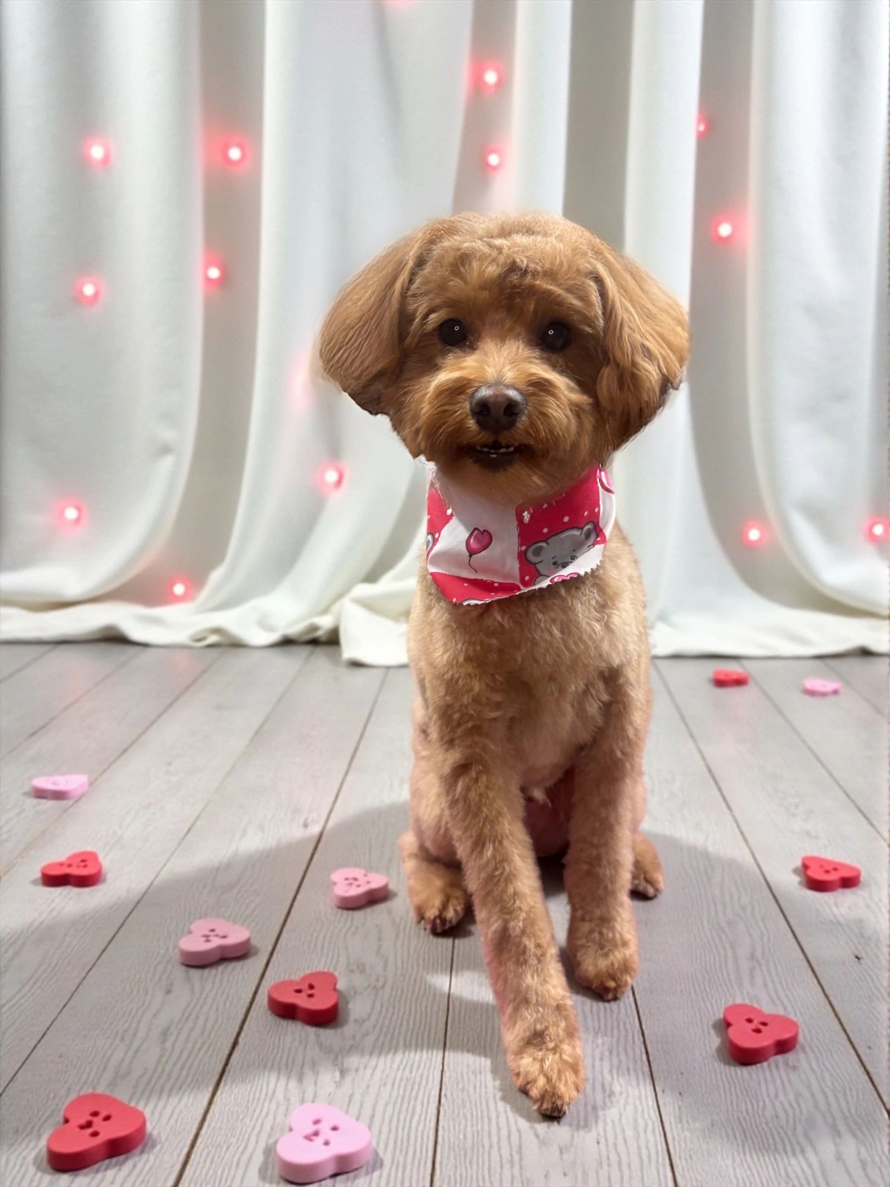 Whitney's Waggin' Petcare LLC