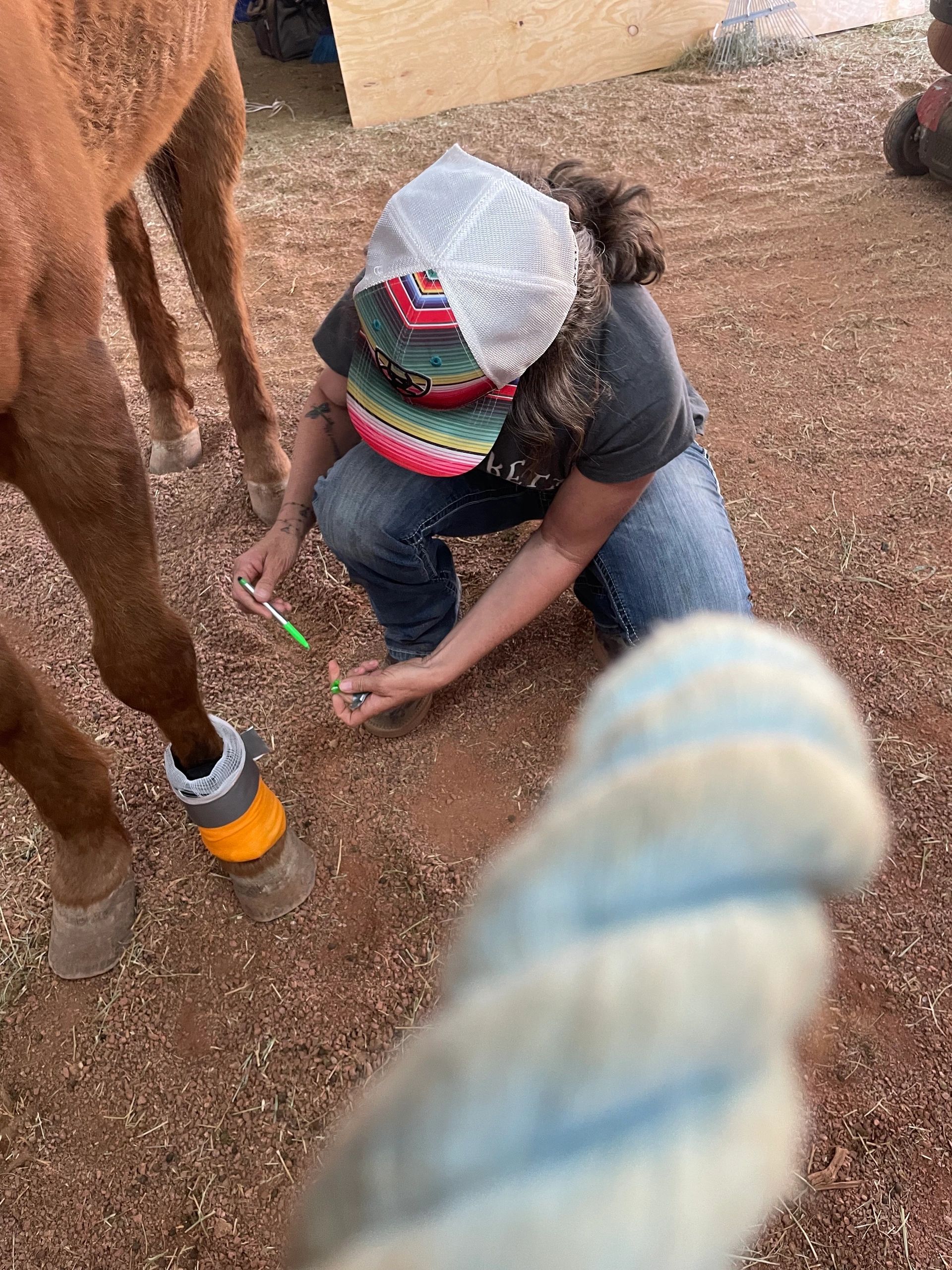 First Timers to Pros: Why Every Horse Owner Should Know First Aid