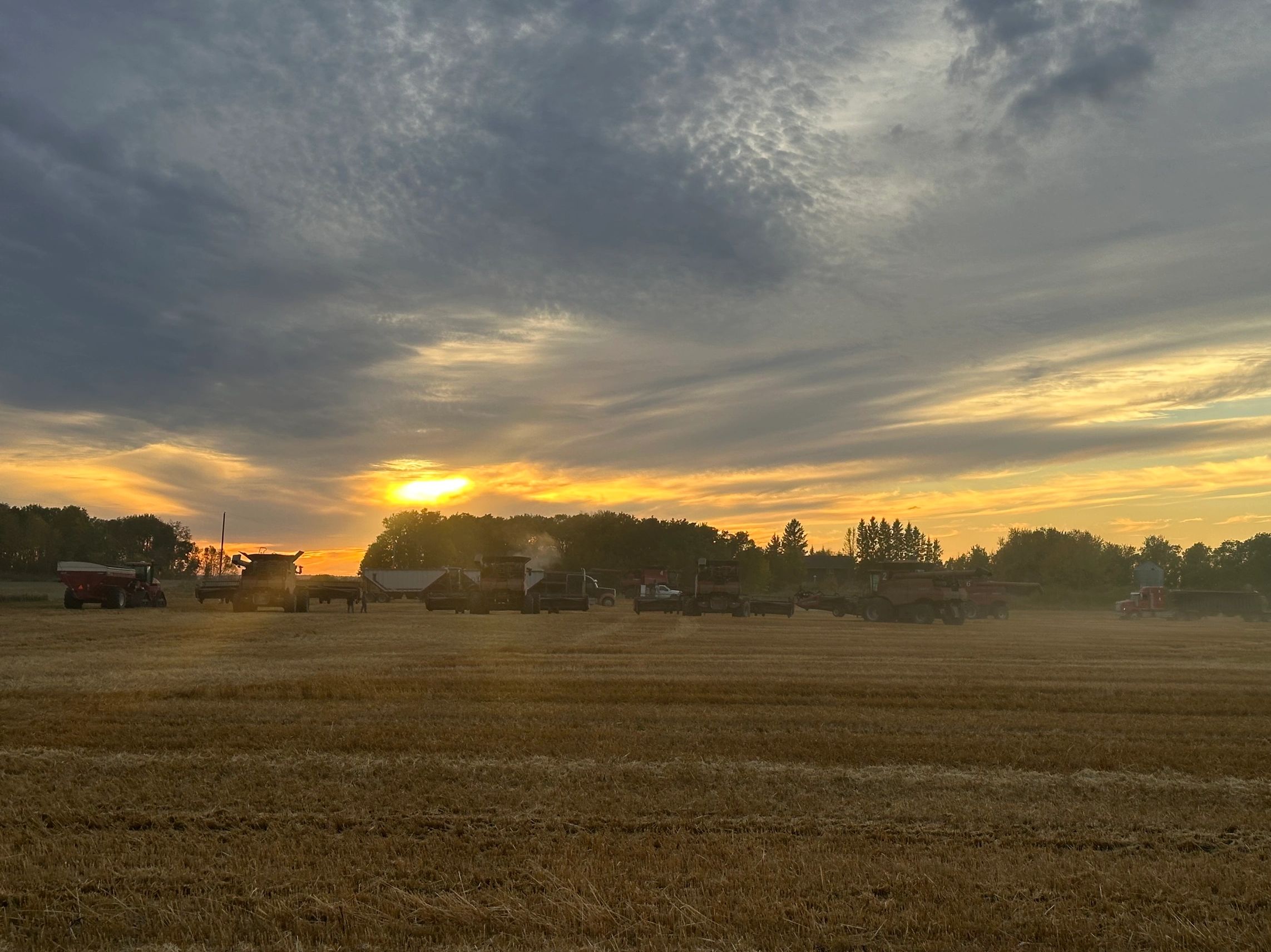 Sunset over a farm field with harvesters and trucks lined up.