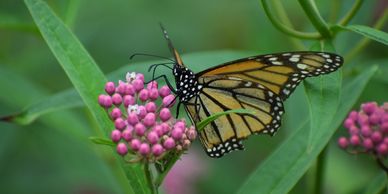 A monarch butterfly feeding on pink flowers with green leaves around.