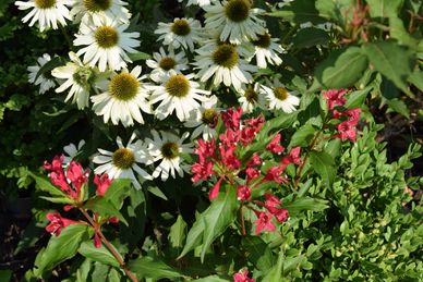 White and pink flowers blooming amidst green foliage in a garden.