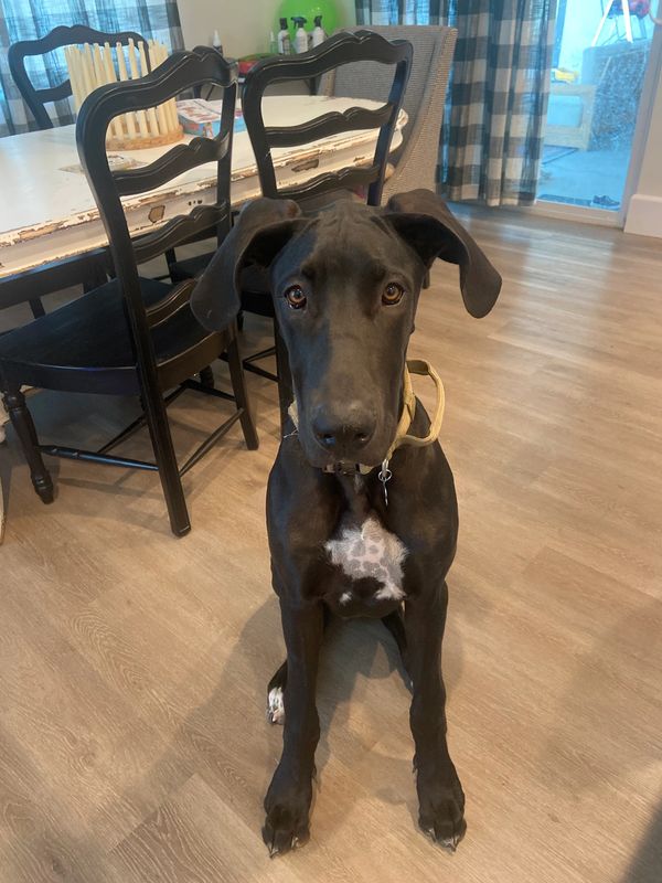 Puppy Foundations in Phoenix AZ