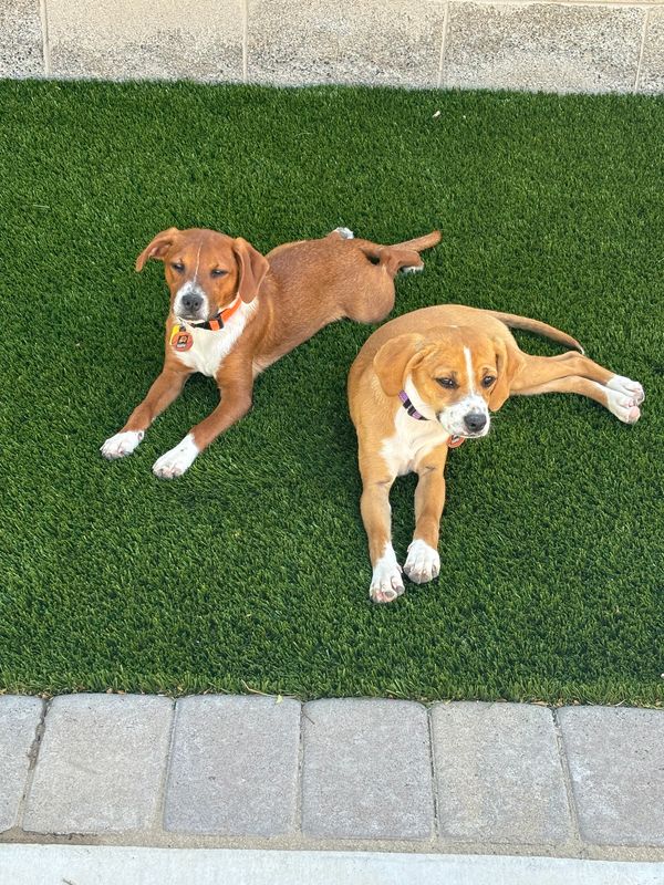In-home dog training practice in Phoenix AZ