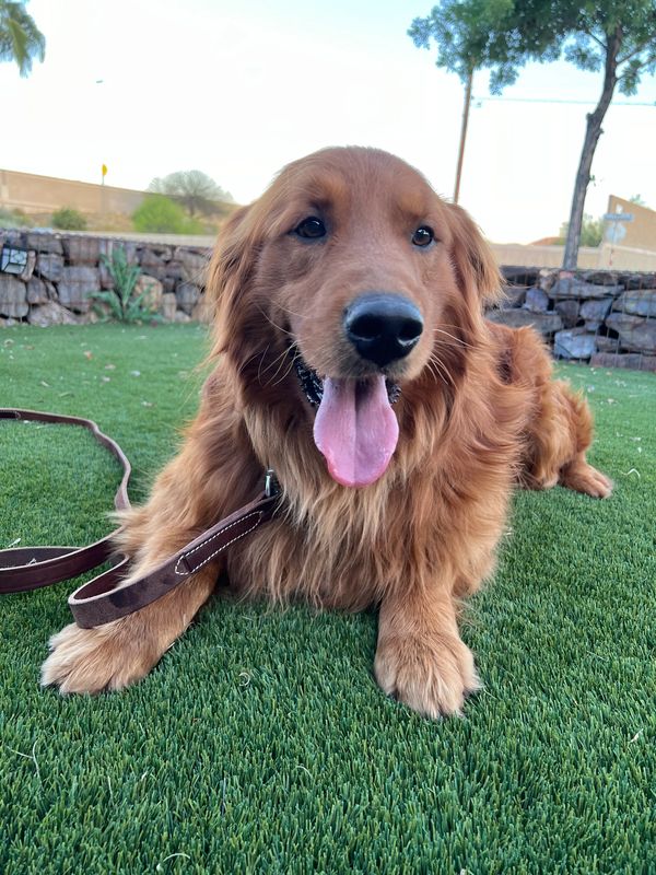 Rescue & Newly Adopted Dogs in Phoenix AZ