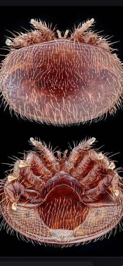Varroa