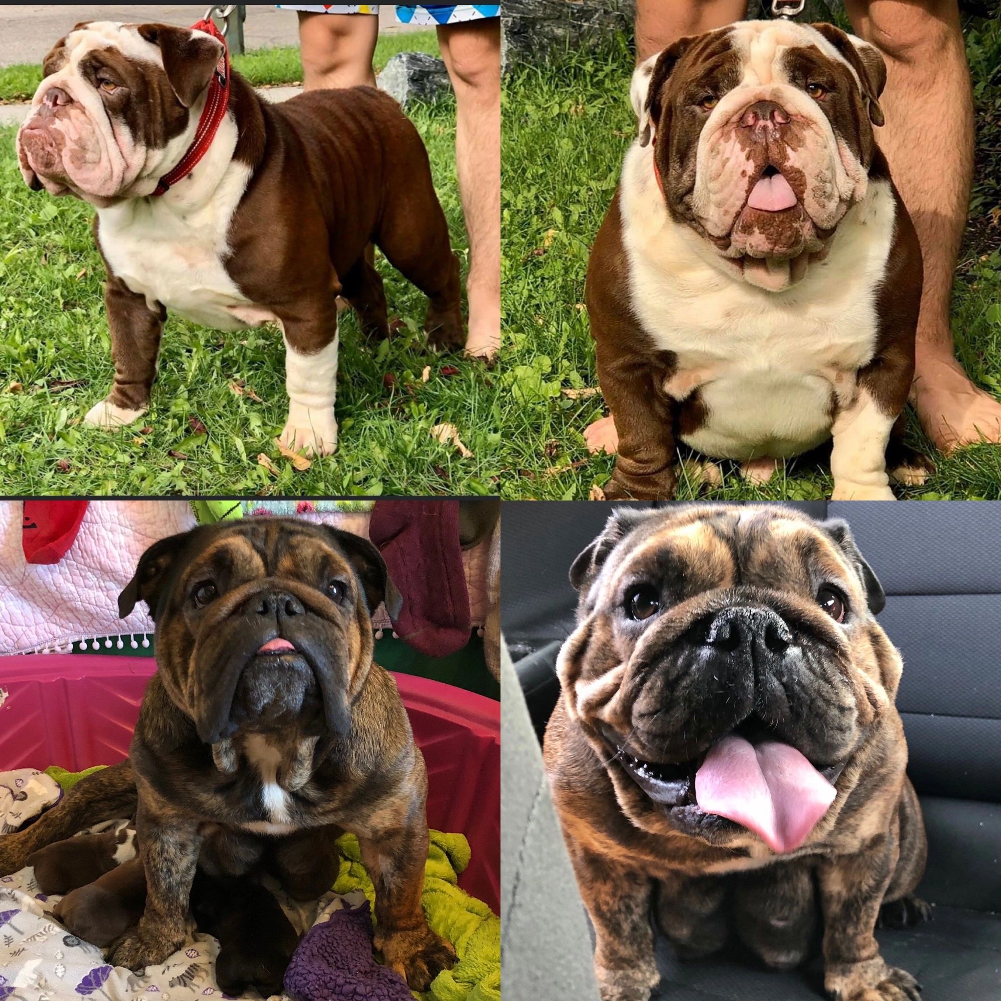 We have done a repeat breeding with Kansas and Pepper! 2021