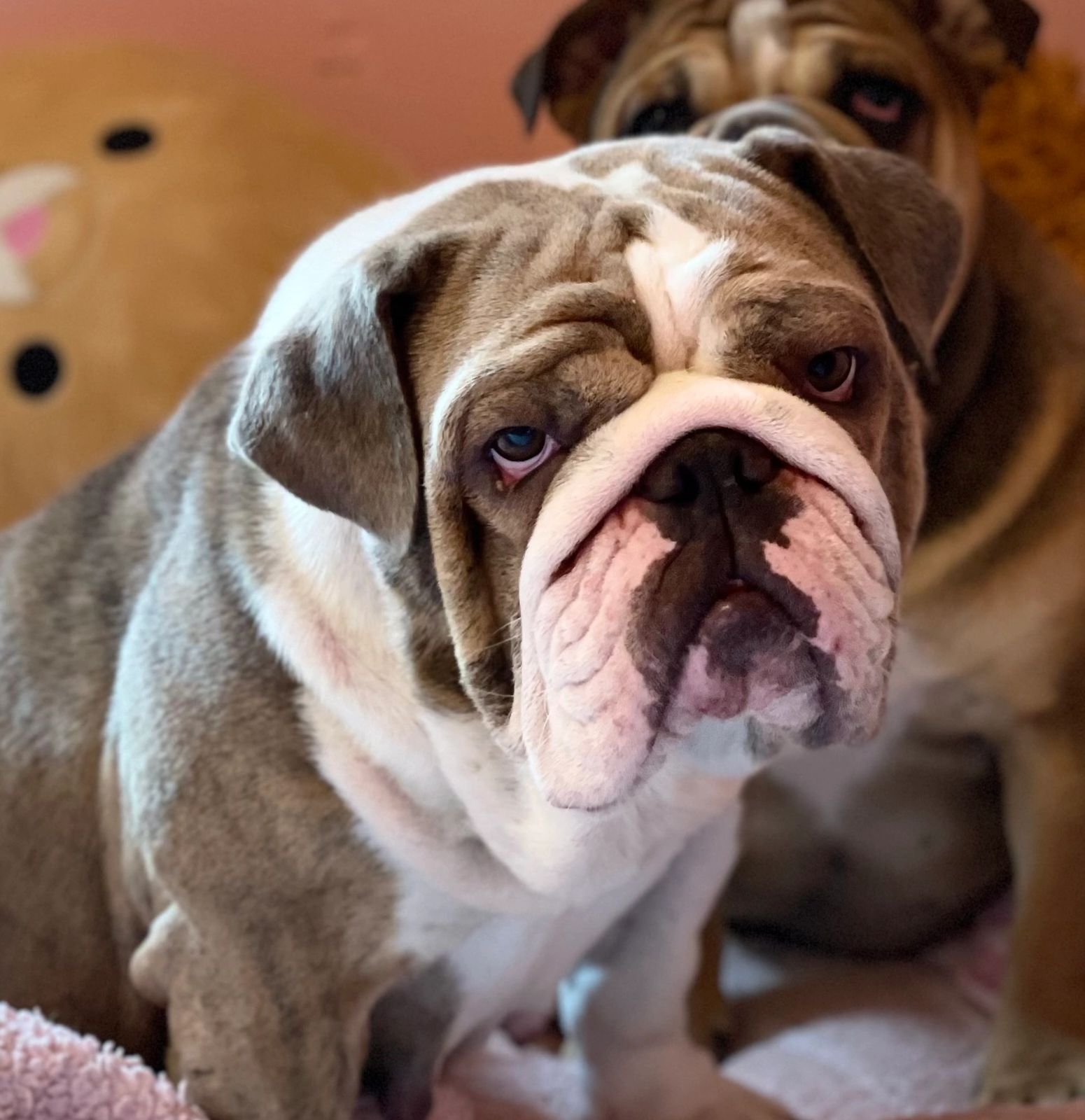 Keep your fingers crossed for Holly and Bunker babies in March 2023