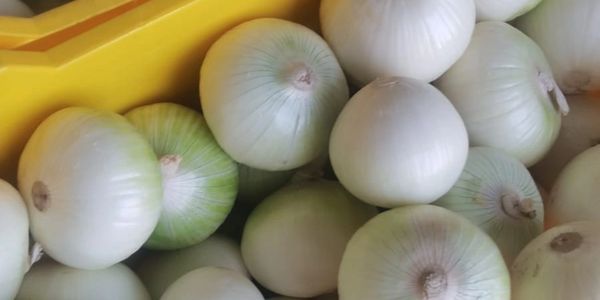 Cebolla de primera calidad