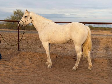 A white horse stands in a sandy enclosure with a halter and lead rope.