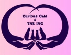 Curious Cats 4 TNR