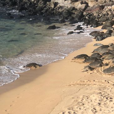 Sea turtles resting and moving along a sandy beach near rocky shore.