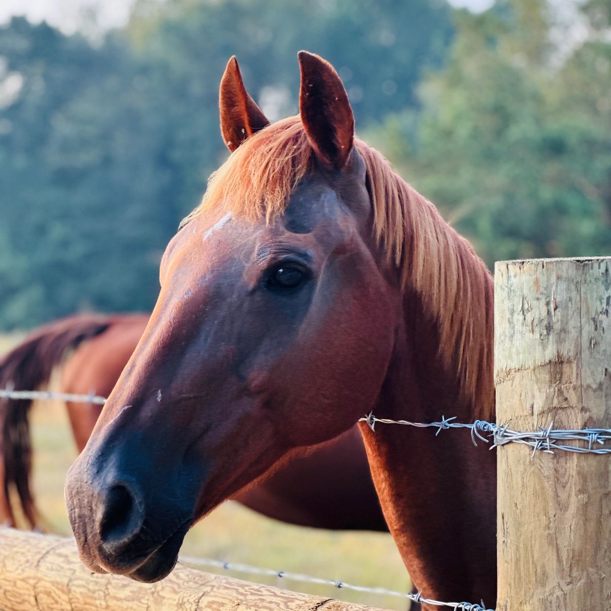 Coco, a rescued horses, perches at the fence 