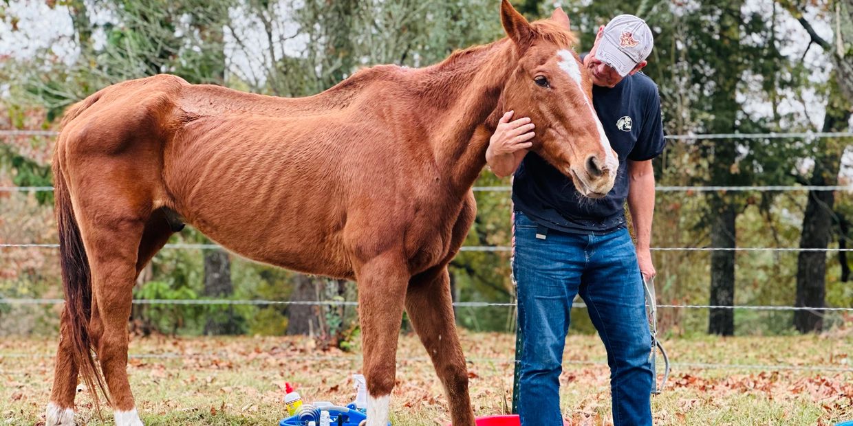 A skinny malnourished horse is rescued 