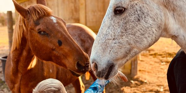 A young child feeds new horses by hand 