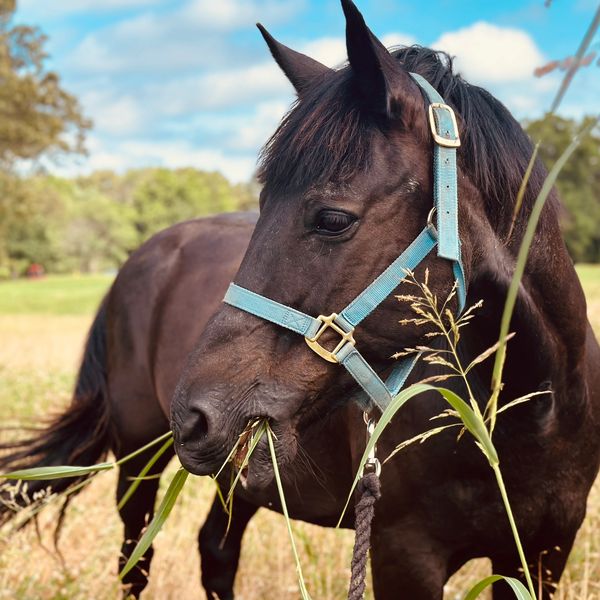 A horse eats wheat in a lavish field 