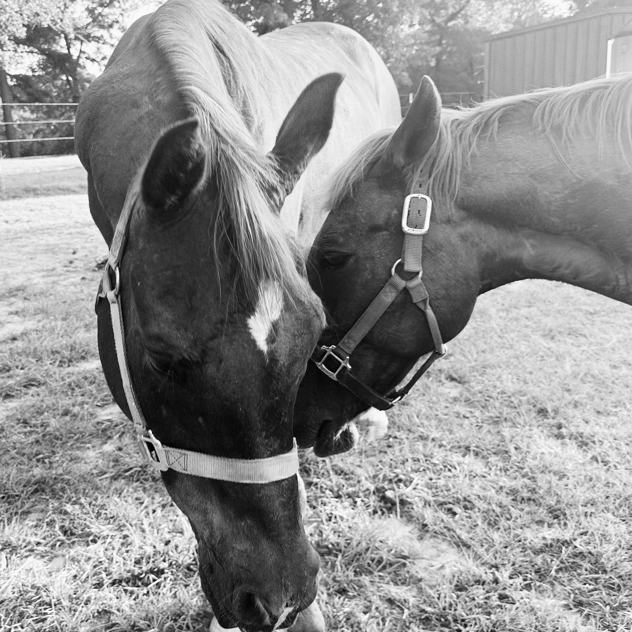 Two horses hug be intertwining their necks around one another 