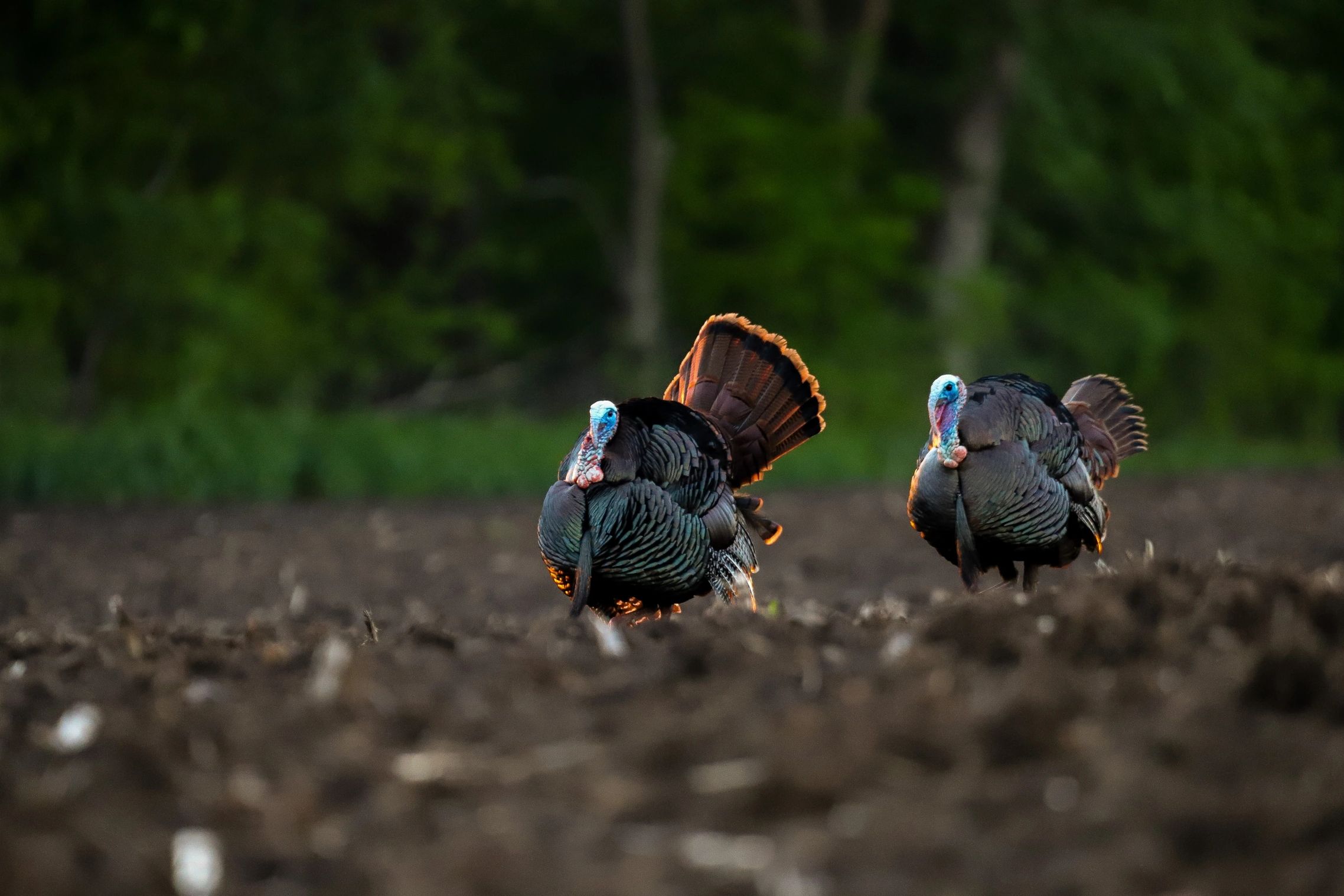 Custom hand made box calls from Lang's Game Calls in Coudersport, PA in Potter County PA