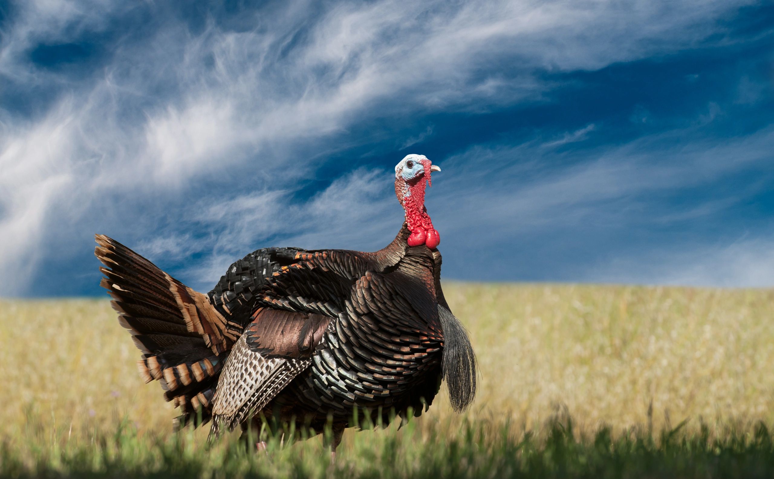Customer hand made mouth calls from Lang's Game Calls in Coudersport, PA in Potter County PA.