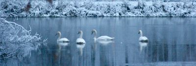 Mute Swans enjoying Northern Indiana Winter!