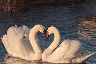 All swan species mate for life!