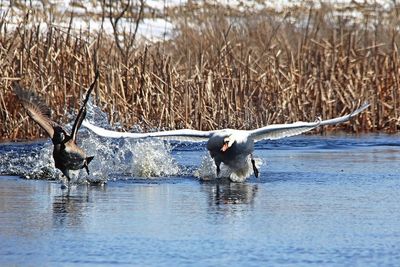 Mute Swan doing what they do best!  Keeping Canada Geese away!