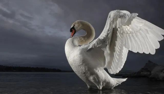 WILD SWANS 　WINGS Winged Wonder | I discovered a new Swan species! A four-wing