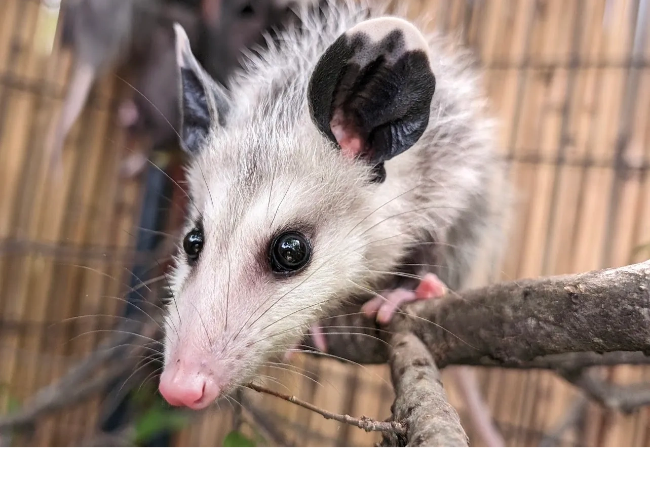 Waco Wildlife Rescue