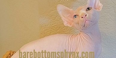ODDZY Male sphynx odd eyed kitten from imported lines super sweet and very bald n healthy available 