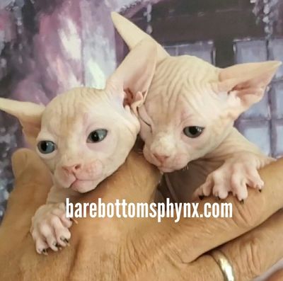 Available Kitten S Available Kitten S