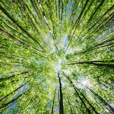 View of trees looking up at sky. 