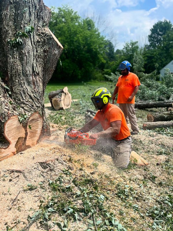 Professional tree removal in Auburn NY with crane and safety equipment”