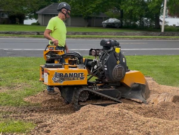 Stump grinding service in auburn NY clearing yard space after tree removal