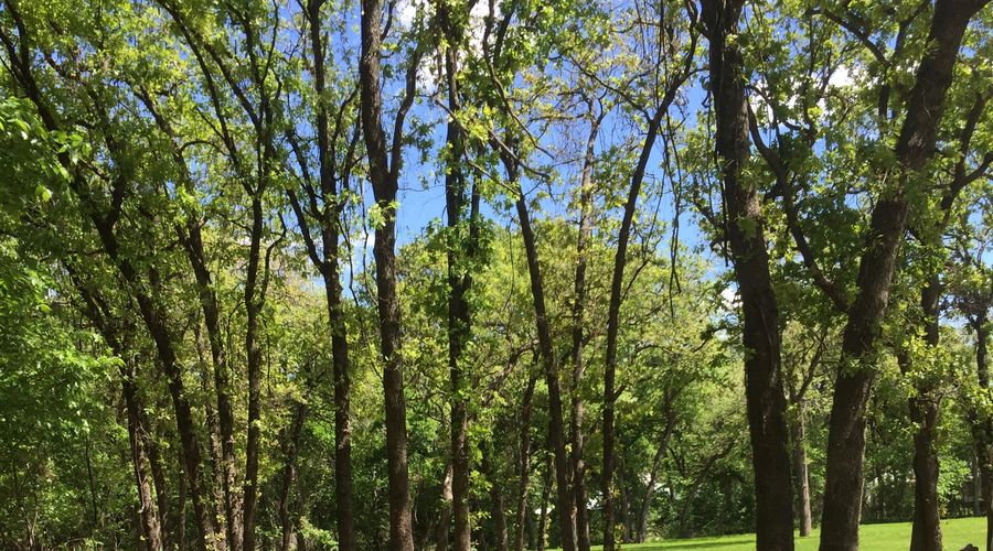 Shady Lane RV Park RV park in Azle, TX (photo 3)