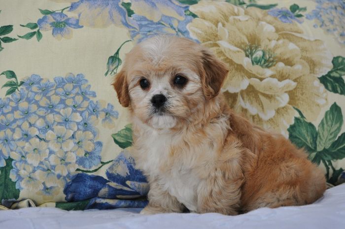 Cavachons.....Precious bundles of LOVE!