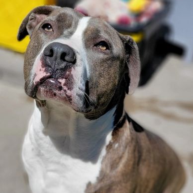 Close-up of a brown and white dog looking up.