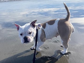 A white and brown bulldog on a leash standing on a wet beach.