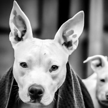 Close-up of a white dog with large ears and a blanket draped over its shoulders.