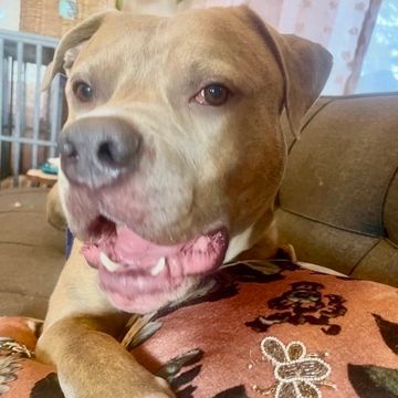 Close-up of a happy dog lying on a couch with a decorative pillow.