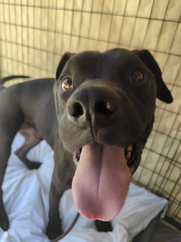 Close-up of a happy black dog with tongue out inside a crate.