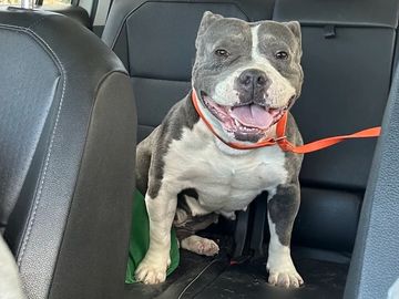 Happy pit bull sitting in a car's back seat.