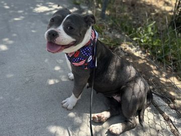 Happy dog sitting on sidewalk wearing an American flag bandana.