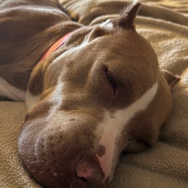 Close-up of a sleeping dog on a blanket.
