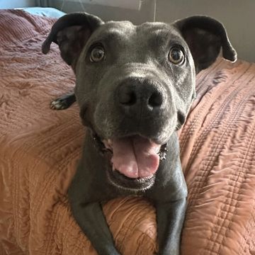 Happy gray dog with big eyes lying on a bed.