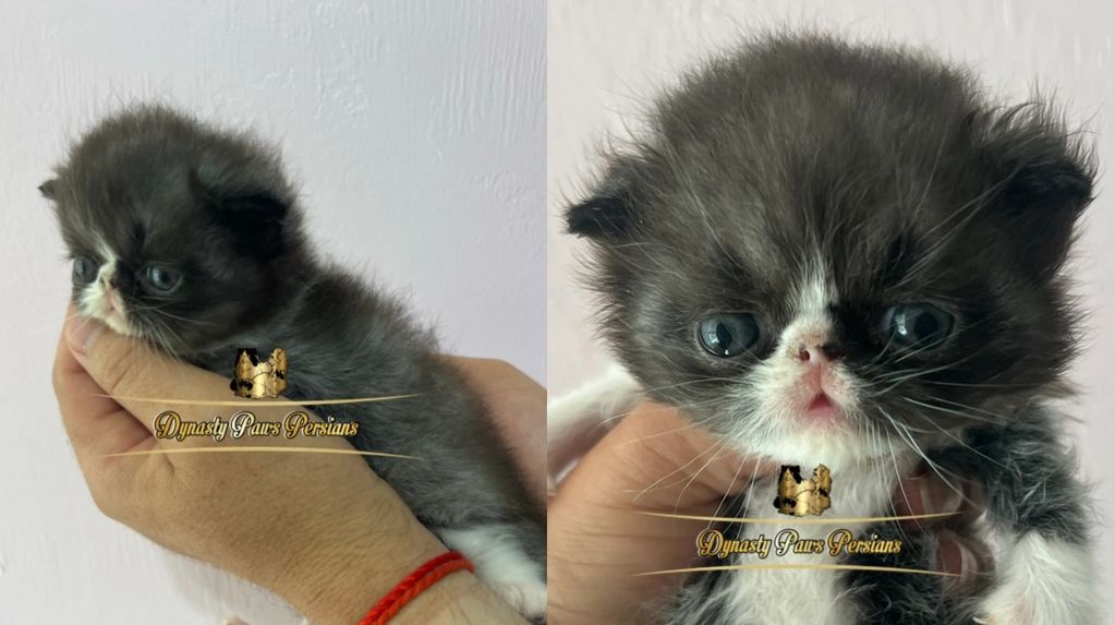 Persian kitten. For sale kitten