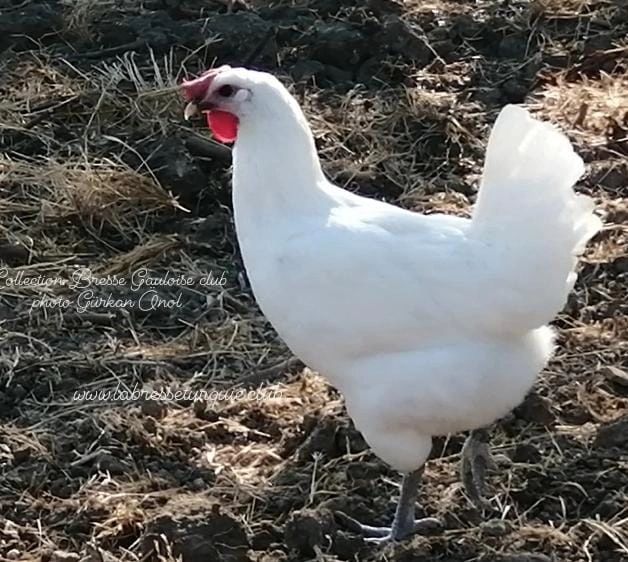 La Bresse Turquie Bresse Gauloise Grise Bresse Gauloise Grise La Bresse Turquie Bresse Gauloise Grise Bresse Gauloise Grise