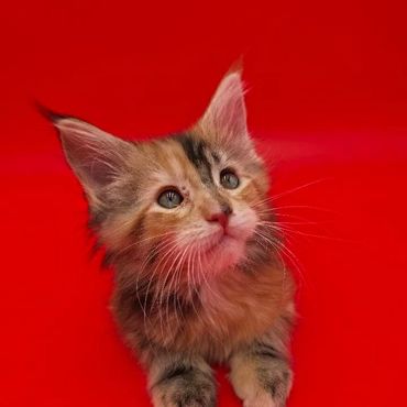 Adorable kitten with fluffy fur against a vibrant red background.