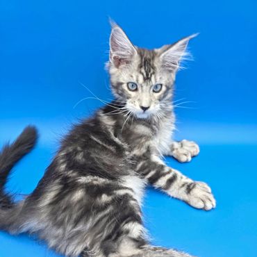 A fluffy gray tabby kitten with blue eyes against a blue background.