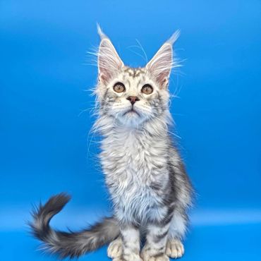 Fluffy kitten with big ears sitting against a bright blue background.